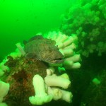 Lingcod fish resting on coral reef
