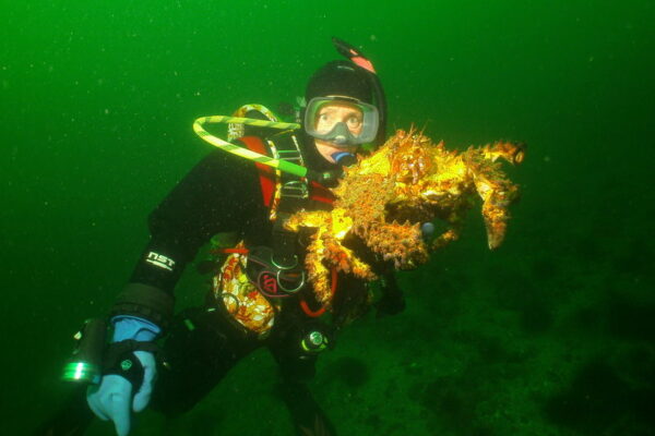 Diver holding large crab underwater in green ocean.