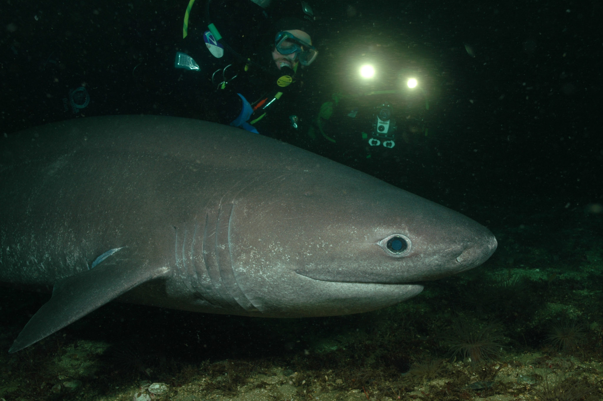 Diver with large shark in deep ocean.