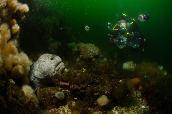 Diver photographing fish underwater in ocean habitat