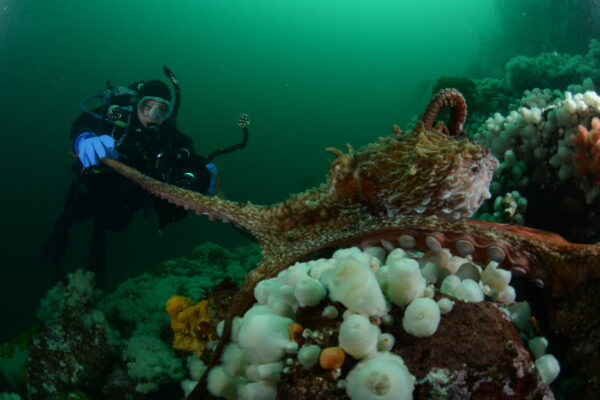 Scuba diver encounters octopus on coral reef.