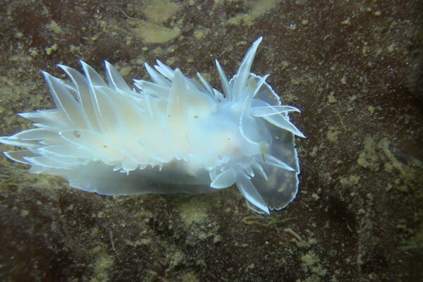 White sea slug on rocky surface