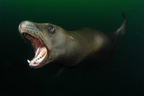 Sea lion opening mouth underwater.