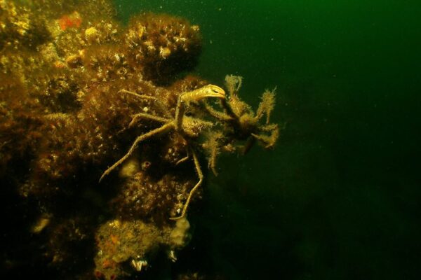 Decorator Crabs wrestling
