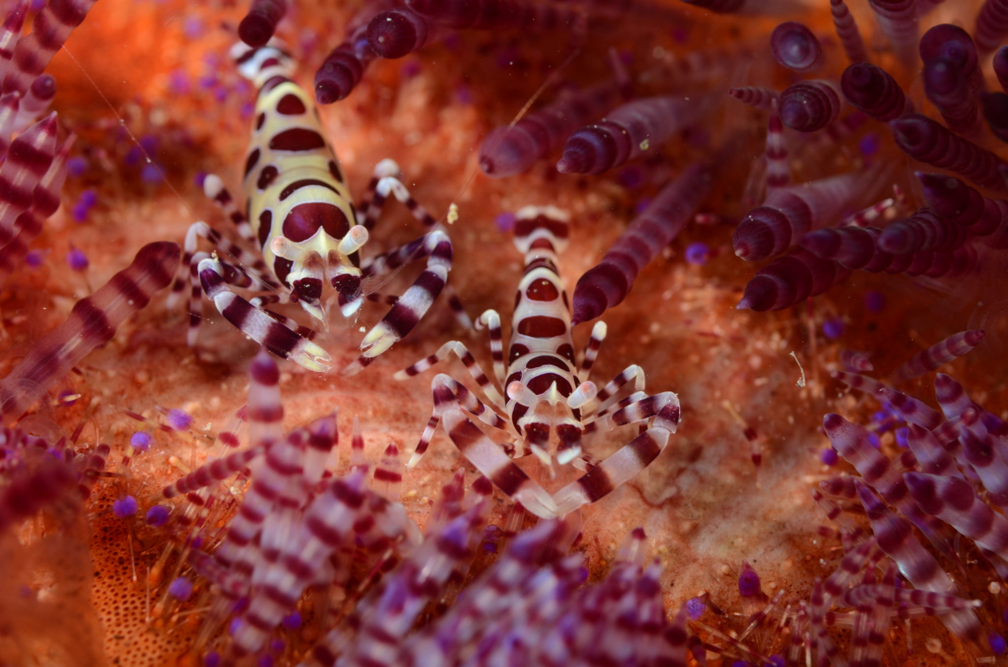 Two harlequin shrimp on a colorful coral reef.