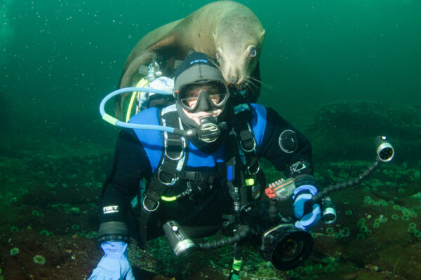 Scuba diver underwater with a sea lion.