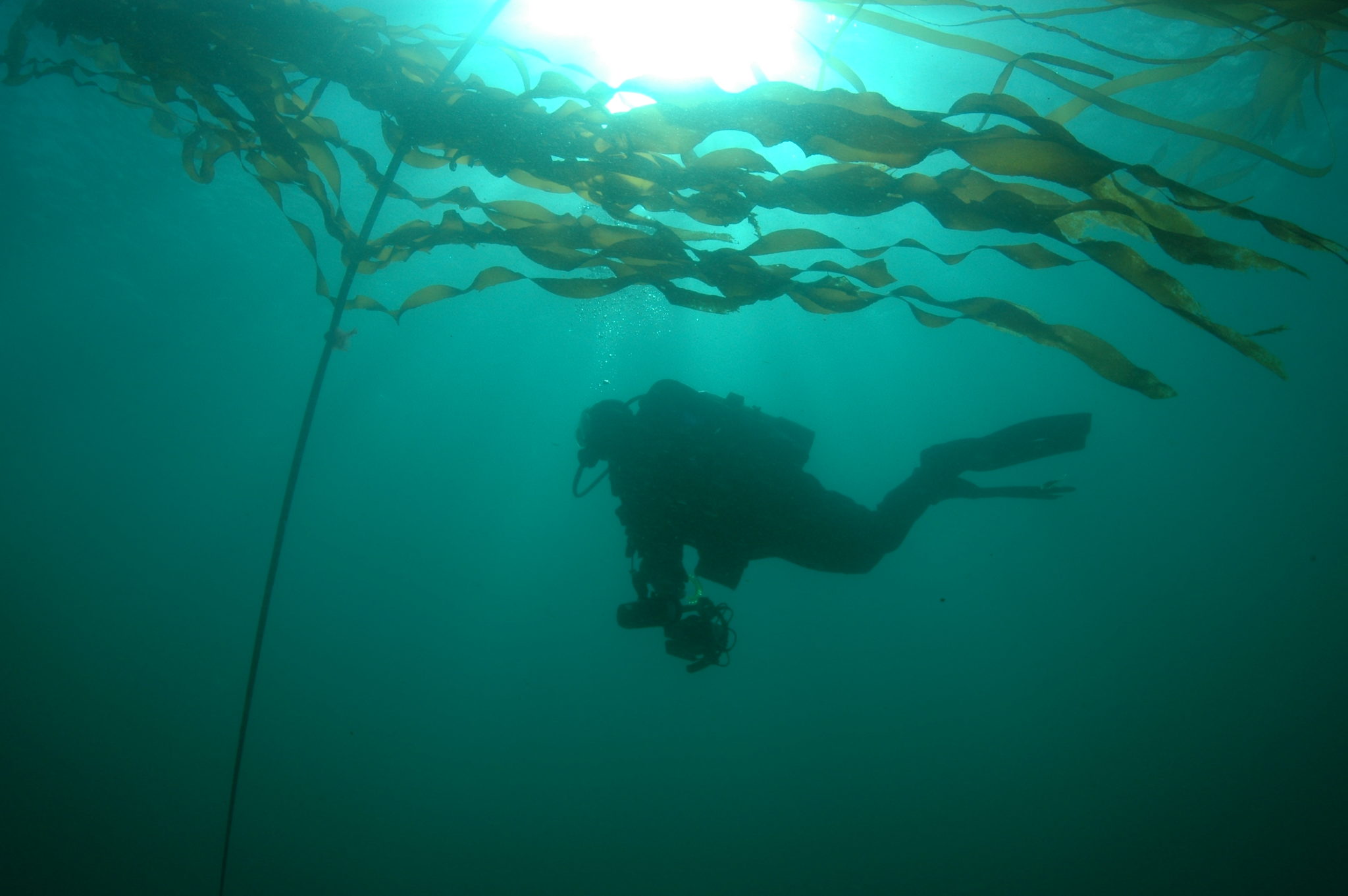 Scuba diver underwater with kelp forest.