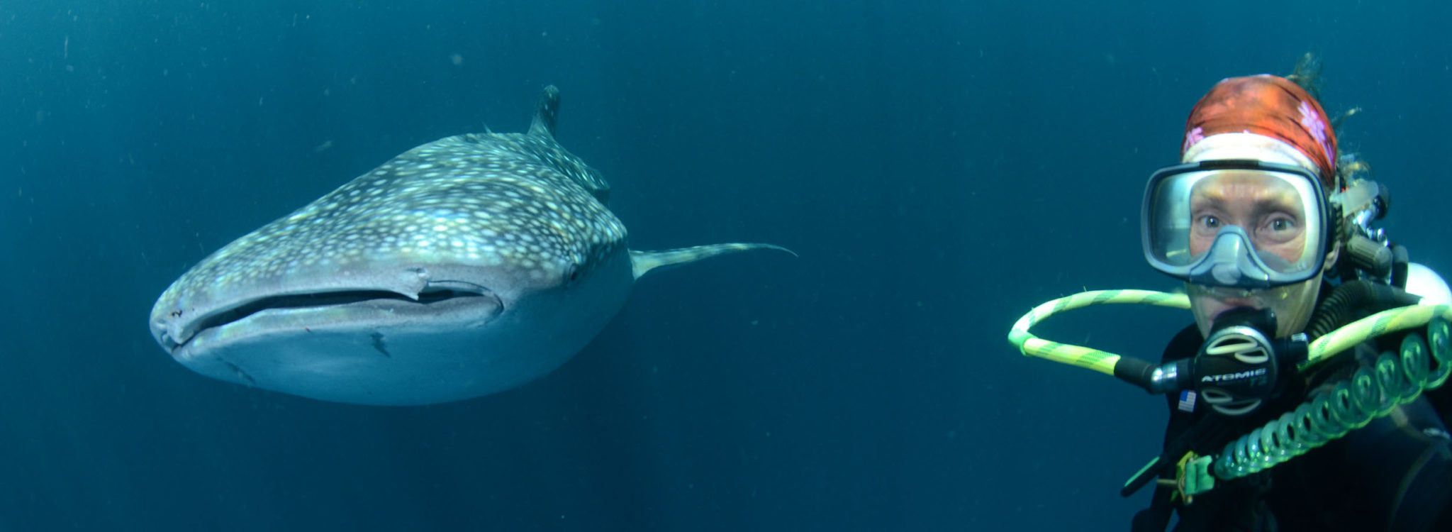 Diver with whale shark underwater encounter.