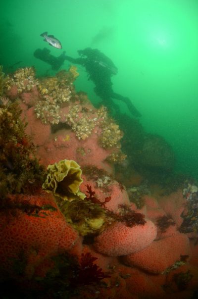 Scuba diver exploring vibrant underwater coral reef.
