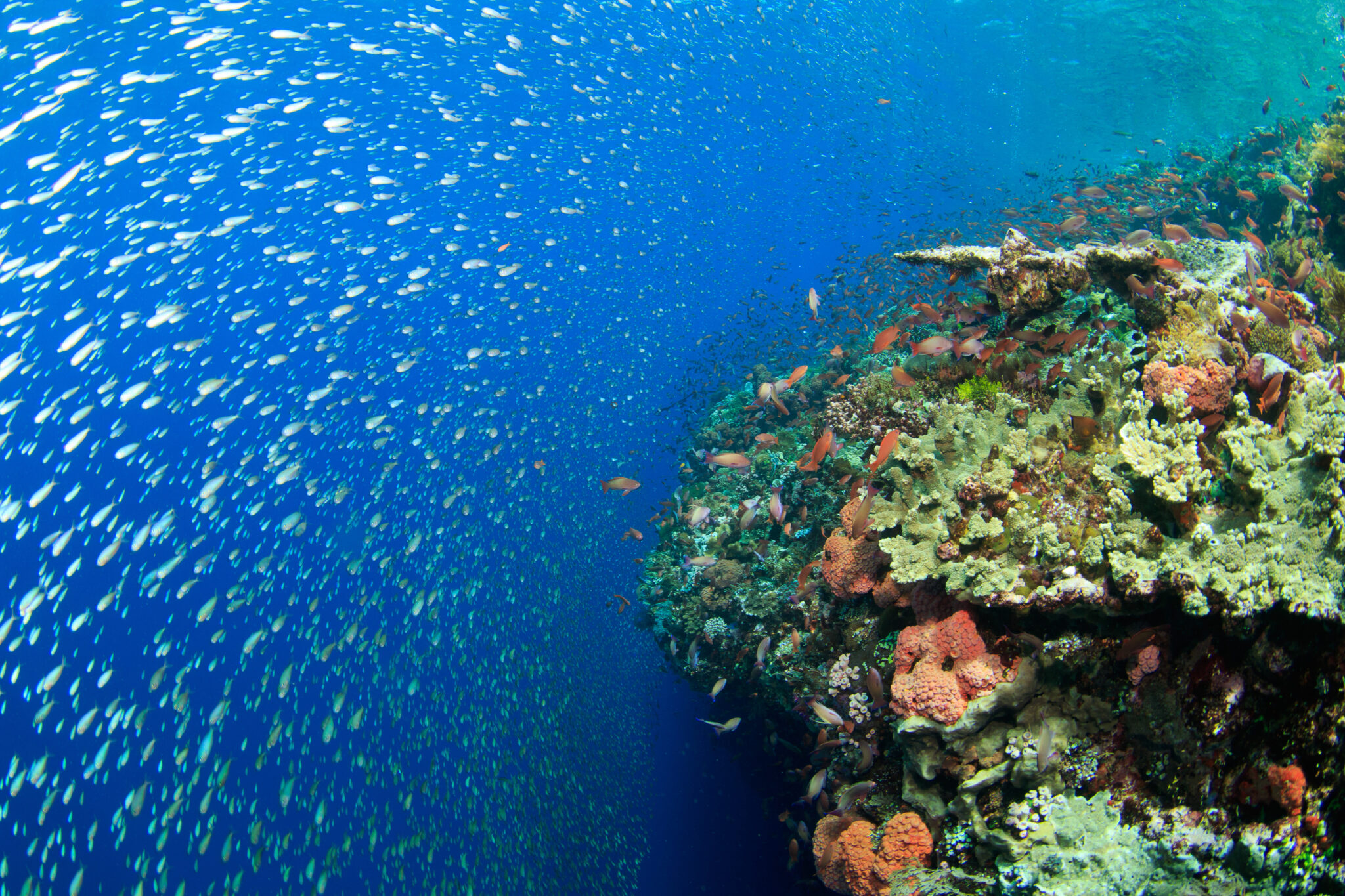 Colorful coral reef with swimming fish.