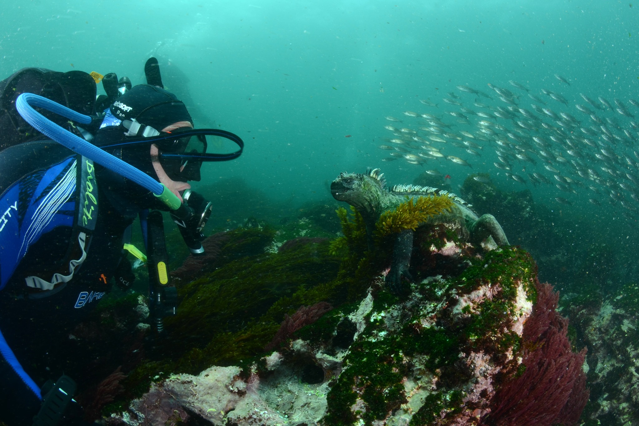 Diver observes marine iguana underwater, surrounded by fish.