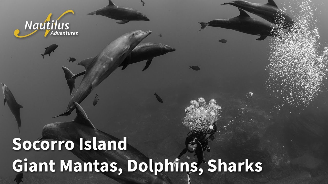 Diver with dolphins, Socorro Island marine wildlife.
