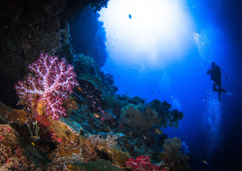Forgotten Islands, Alor & Ambon – 1 SPOT LEFT!