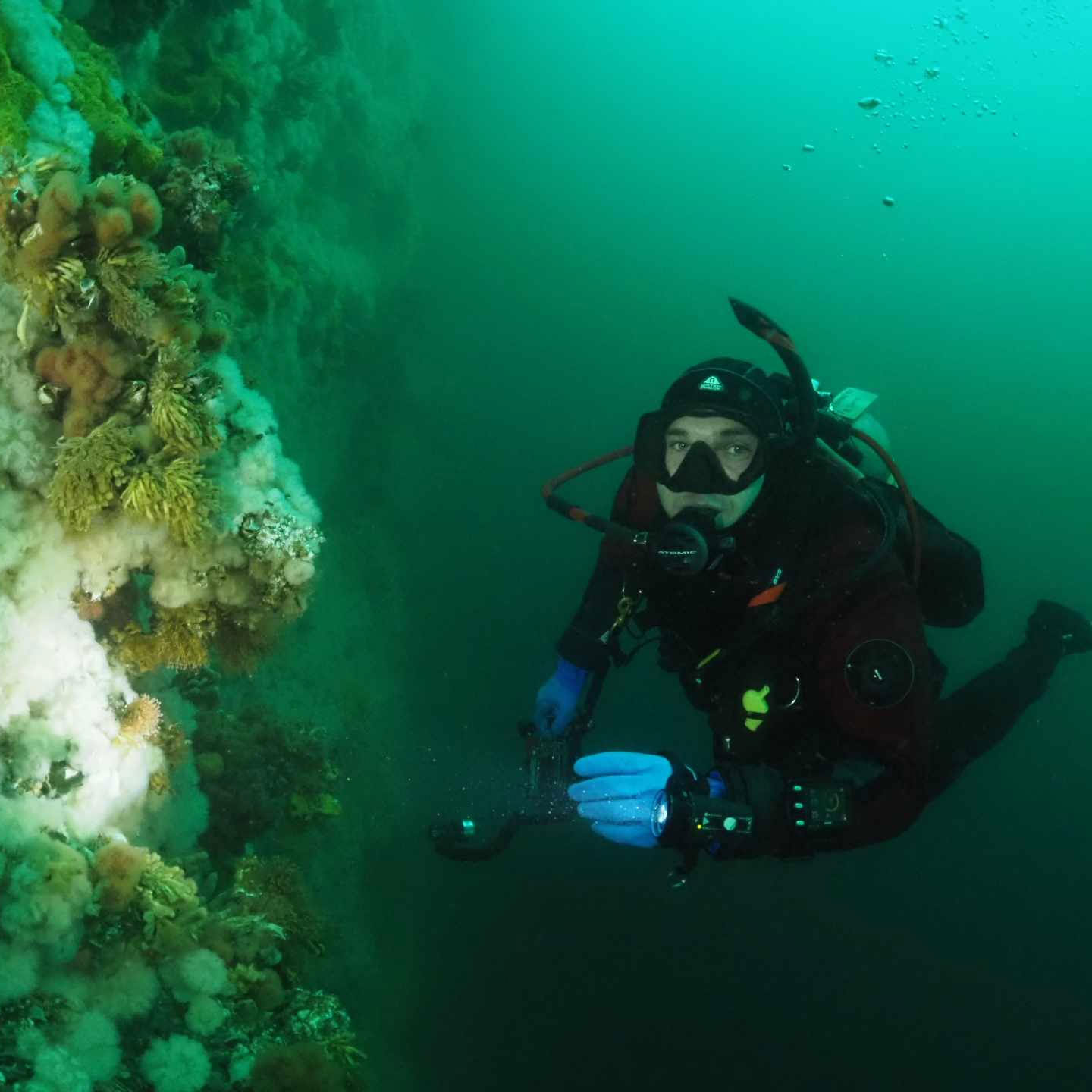Scuba diver exploring underwater coral reef.