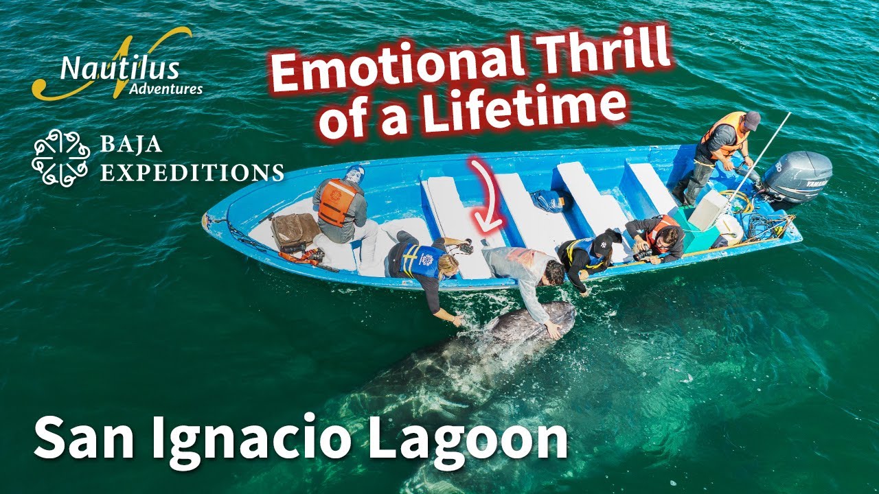 Whale watching boat tour in San Ignacio Lagoon.