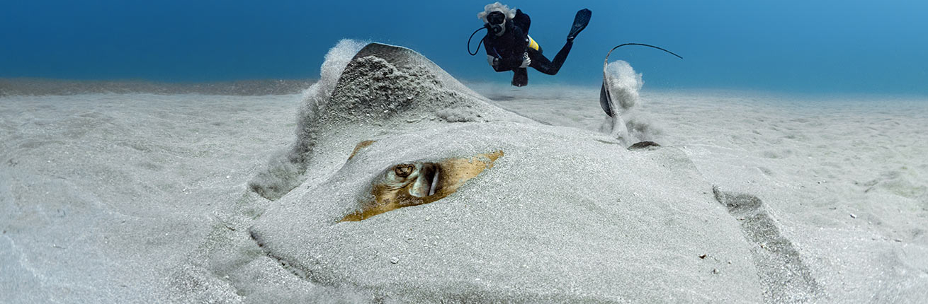 Diver observes buried stingray in sandy ocean floor.