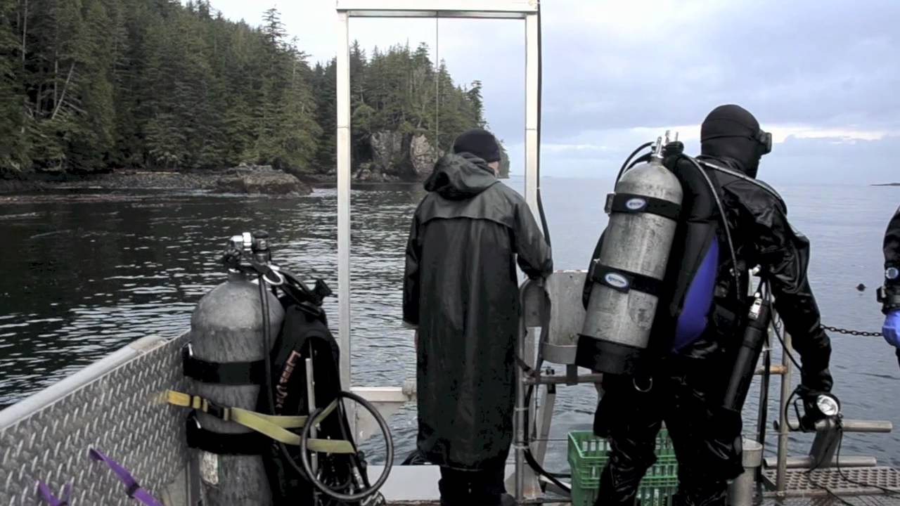 Divers on boat near forested coastline
