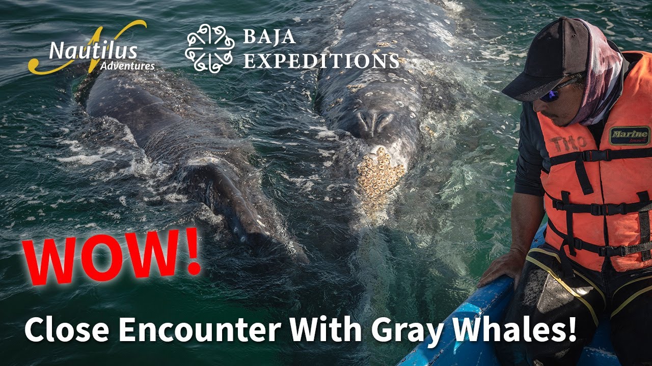 Man observing gray whales from boat