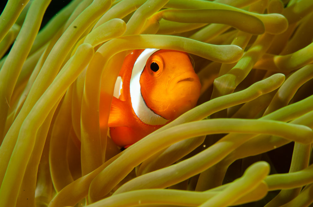 Clownfish hiding in sea anemone tentacles.