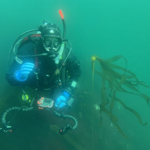 Scuba diver underwater with camera gear.
