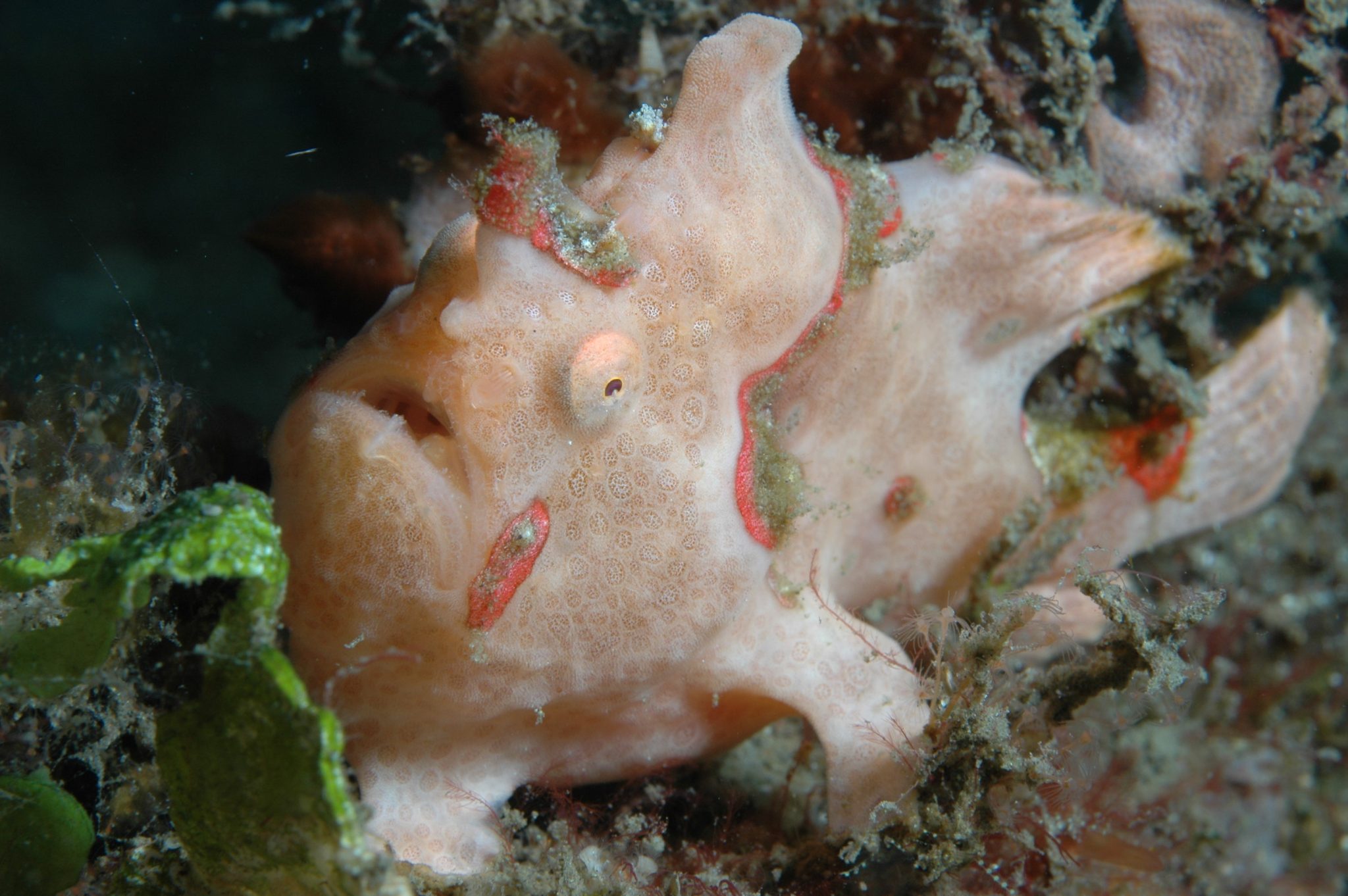 Close-up of a camouflaged frogfish underwater.