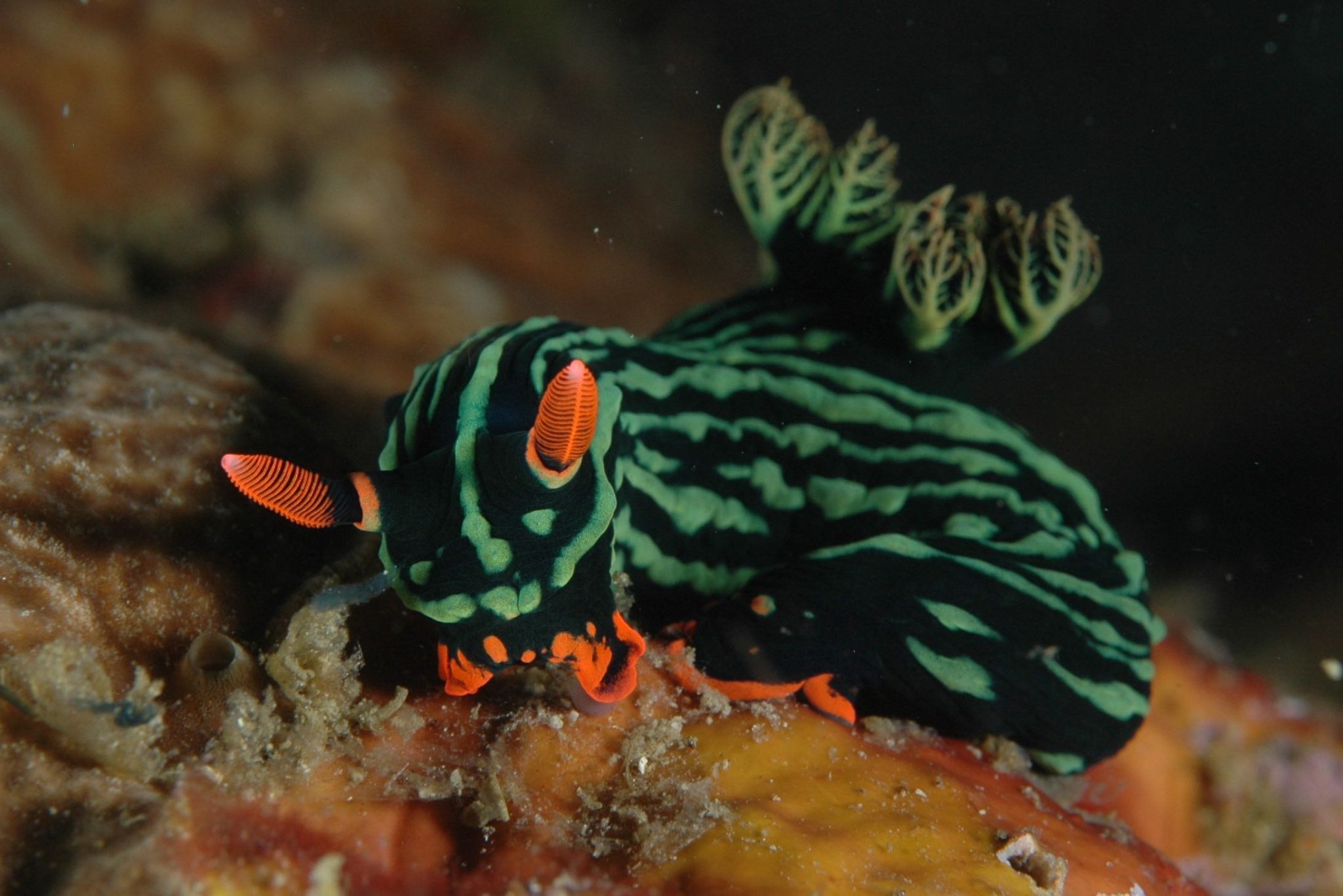 Colorful nudibranch on coral reef