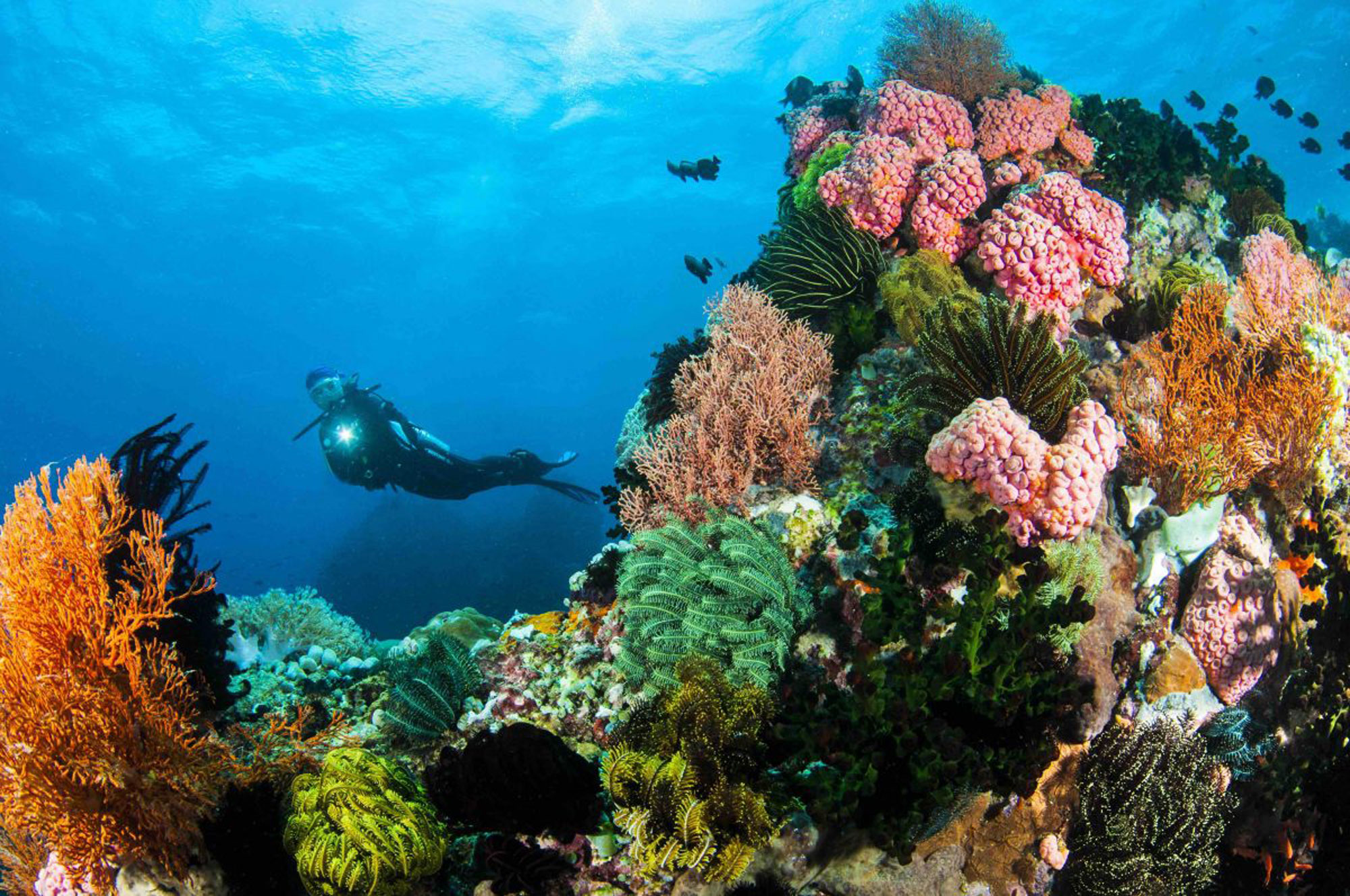 Philippines, Anilao