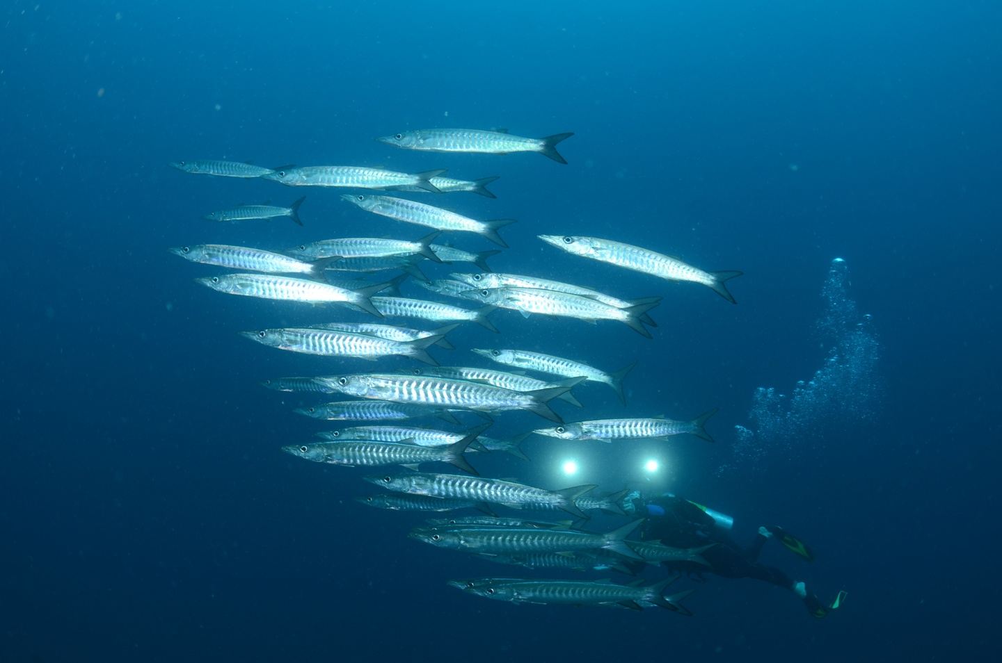 Scuba diver with school of barracudas underwater.