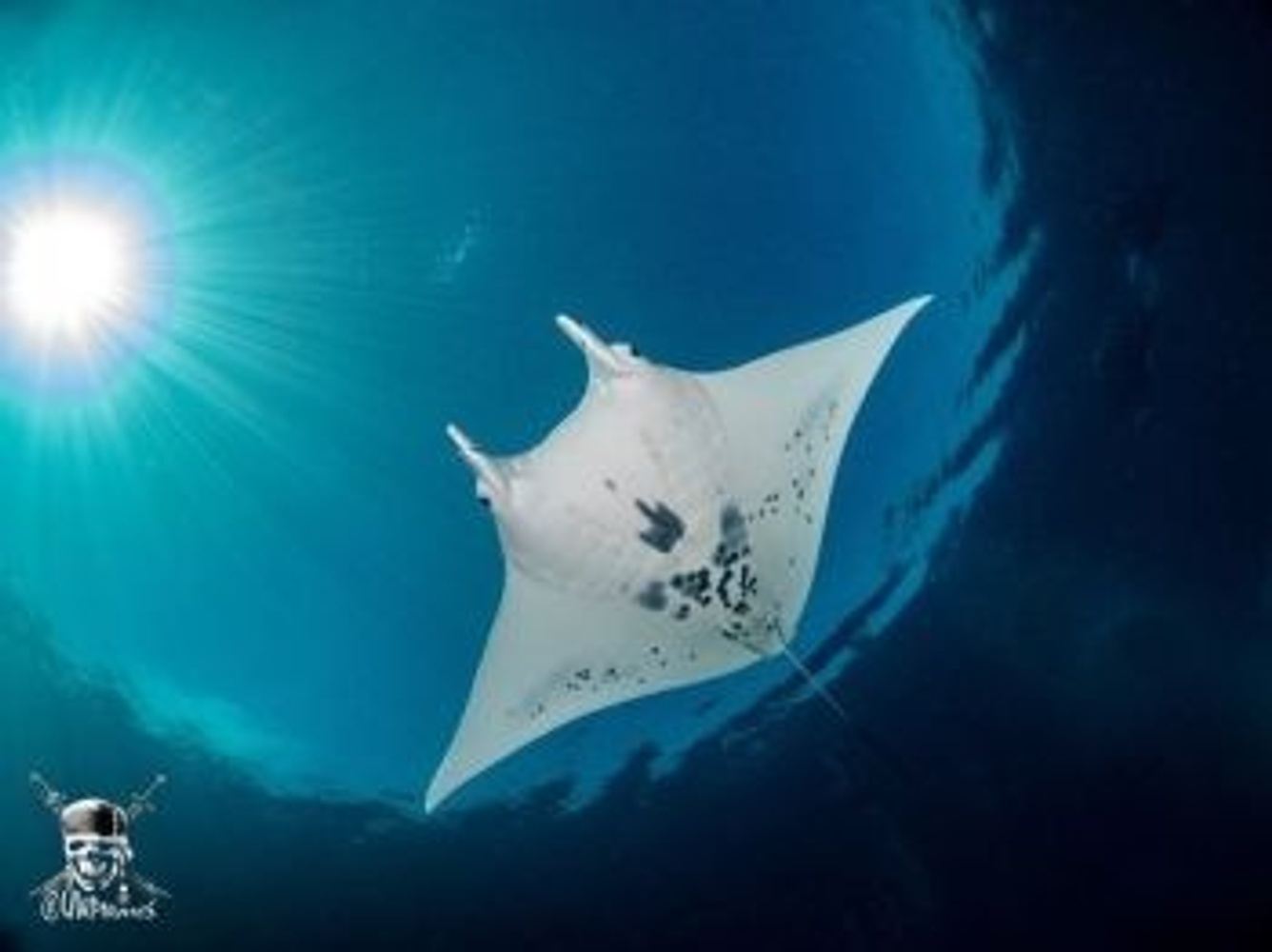 Manta ray swimming underwater near ocean surface