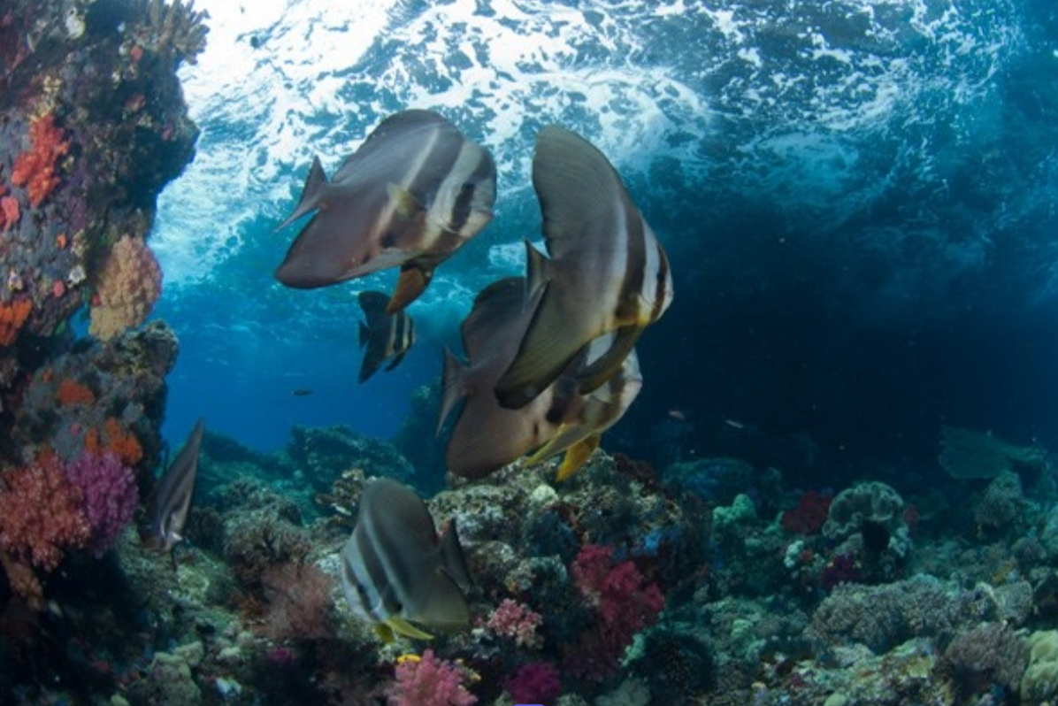 Colorful fish swimming around coral reef underwater.