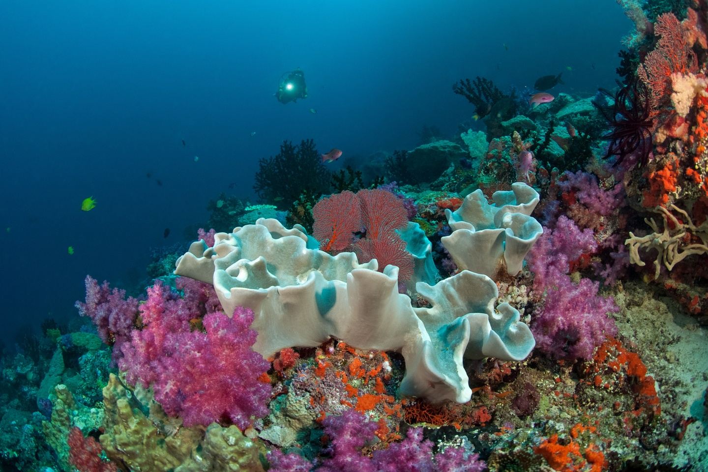 Vibrant coral reef with diverse marine life.