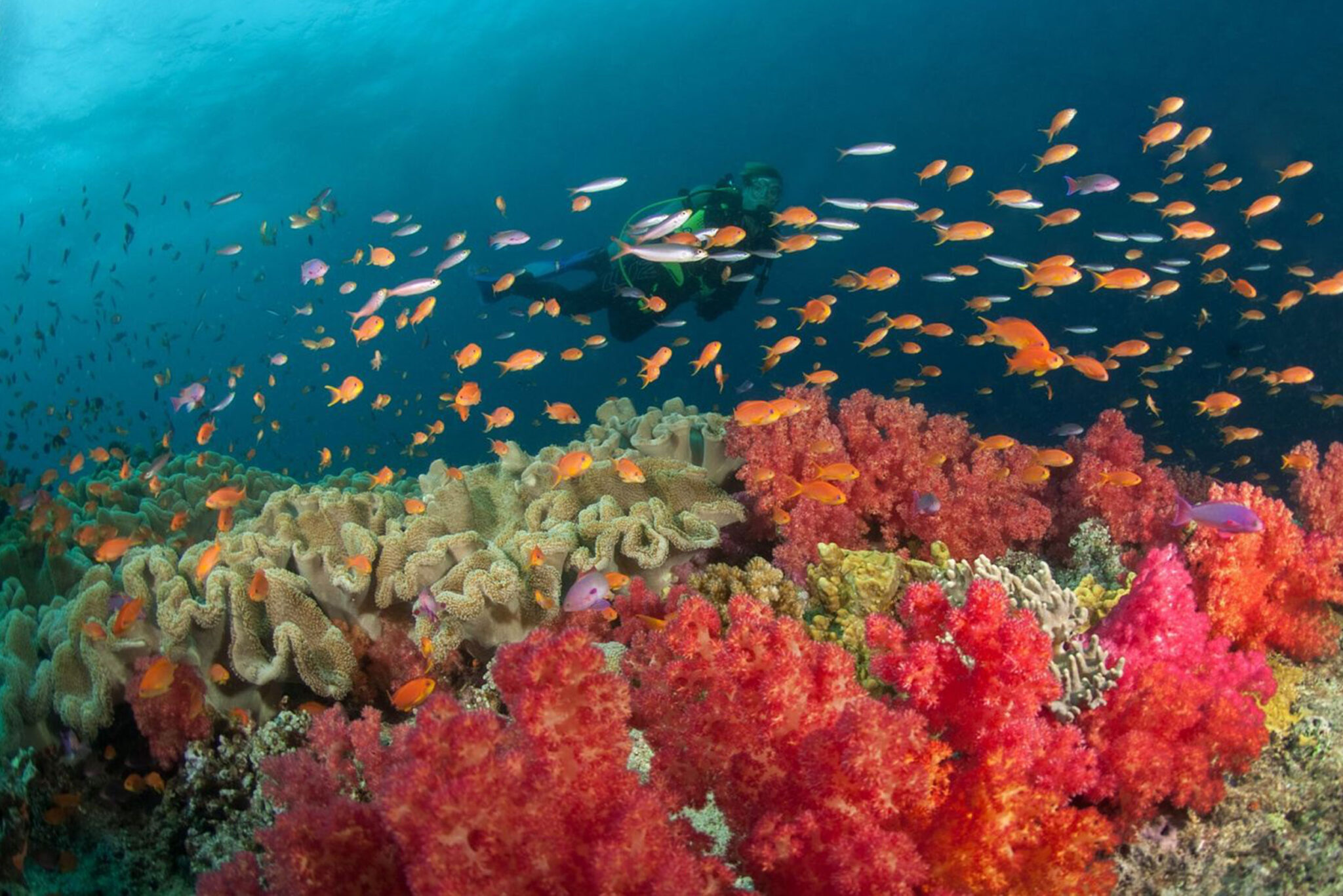 FIJI: Nai’a Liveaboard + Volivoli Beach Resort 2027